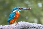 Common Kingfisher (Alcedo atthis) Common Kingfisher (Alcedo atthis)