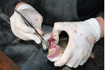 Extrakce otolitů Podle otolitů, tělísek v uchu ryb, lze přesně určit stáří ryby