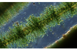 Obr. 2: Ruducha (červená řasa) rodu Batrachospermum. Mikroskopický snímek ruduchy (červené řasy) rodu Batrachospermum.