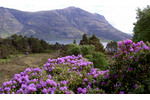 Introduction of pontic rhododendron (Rhododendron ponticum) was to a great extent driven by their charisma (photo: Kenneth Cox) Introduction of pontic rhododendron (Rhododendron ponticum) was to a great extent driven by their charisma (photo: Kenneth Cox)