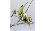 Monk parakeets (Myiopsitta monachus) in Chicago became an iconic species for the city in less than 50 years since their introduction (photo: David Hall) Monk parakeets (Myiopsitta monachus) in Chicago became an iconic species for the city in less than 50 years since their introduction (photo: David Hall)