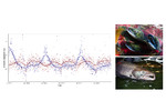 Sockeye salmon (red) and Atlantic salmon (blue) popularity based on Wikipedia pageviews reflects their seasonal migration patterns  Sockeye salmon (red) and Atlantic salmon (blue) popularity based on Wikipedia pageviews reflects their seasonal migration patterns [Mittermeier et al. 2019. PLoS Biol 17:e3000146]; (Photo credits: Oregon State University, USFWS Northeast Region).