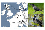 Rozmístění vrány šedé a vrány černé v Evropě, podle uložených obrázků na Google Images, dobře koresponduje s jejich skutečným rozmístěním a přechodovými zónami. Rozmístění vrány šedé a vrány černé v Evropě, podle uložených obrázků na Google Images, dobře koresponduje s jejich skutečným rozmístěním a přechodovými zónami. [Leighton et al. 2016. Methods Ecol Evol 7:1060-70]; (Photo credits: Bernard Dupont, ponafotkas).