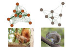 The network visualization of the behavior of red (left) and eastern grey (right) squirrels assessed by YouTube videos  The network visualization of the behavior of red (left) and eastern grey (right) squirrels assessed by YouTube videos [Jagiello et al. 2019. Ecol Inform 51:52-60]; (Photo credits: Evas-naturfotografie, BirdPhotos).