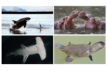 Stěžejní druhy Potenciální stěžejní druhy ve vodním prostředí identifikované na základě jejich popularity (relativní frekvence vyhledávání na internetu); prezentovány jsou nejlépe hodnocené mořské druhy (kosatka dravá, Orcinus orca a kladivoun velký, Sphyrna mokarran) a sladkovodní druhy (hroch obojživelný, Hippopotamus amphibius a ptakopysk podivný, Ornithorhynchus anatinus) [Davies et al. 2018. PLOS One 13: e0203694]. Přiřazení obrázků najdete v článku.