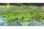 Phytoplankton With increasing production in aquatic ecosystems, the entire phytoplankton–zooplankton–fish food chain tends to become enriched in heavy carbon isotopes (Photo: Petr Znachor, BC CAS).