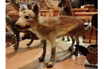Vlk japonský Vlk japonský, neboli okami (Canis lupus hodophilax), dnes už jen v pouhých několika exemplářích v muzejních sbírkách, je vystaven procesu postupného společenského vymírání; vybavit si tento druh představuje v japonské společnosti velkou výzvu (foto Momotarou2012).