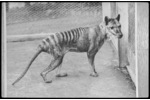 Thylacine Thylacine (Thylacinus cynocephalus) and the Tasmanian devil (Sarcophilus harrisii) were both extirpated on mainland Australia in the mid-Holocene and lost from Indigenous people’s memory, while they persisted in Tasmania, where they remained important and salient among the Indigenous people (photo by Ben Sheppard).