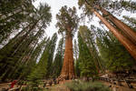 General Sherman General Sherman, a giant sequoia, is the world’s largest known living single-stem tree (2500 m3 volume) and among the oldest (2300–2700 years) trees in the world, and is a key tourist attraction of Sequoia National Park in California (Image credit: J McNair, ©CaliforniaThroughMyLens).