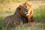 Cecil the lion was  Cecil the lion was a famous tourist attraction in Zimbabwe’s Hwange National Park, whose killing by a trophy hunter drew global condemnation and brought attention to the issue of trophy hunting (Image credit: Daughter#3/Flickr.com; CC BY-SA 2.0).