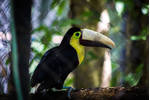 Grecia, a chestnut-mandibled toucan  Grecia, a chestnut-mandibled toucan in Costa Rica, after being abused and losing its upper beak, was fitted with a prosthetic 3D-printed replacement. Grecia inspired public activism and a national movement on animal rights, which resulted in policy changes (Image credit: Rescate Wildlife Rescue Center).